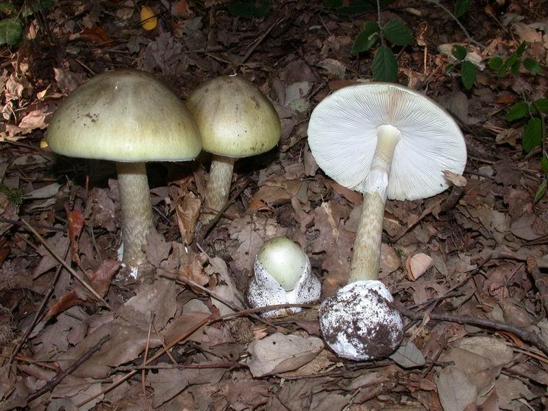 Amanita phalloides